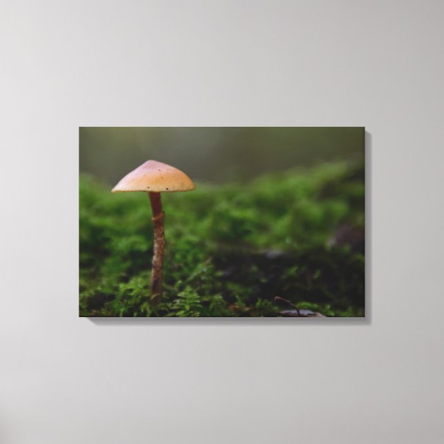 Fungus dans la toile de mousse verte (Recto)