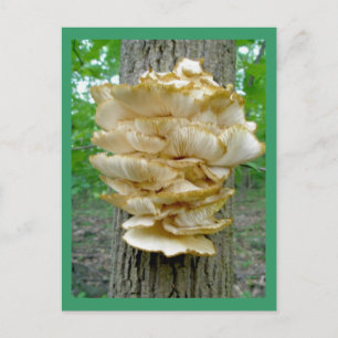 Fungus de plateau sur carte postale arborée