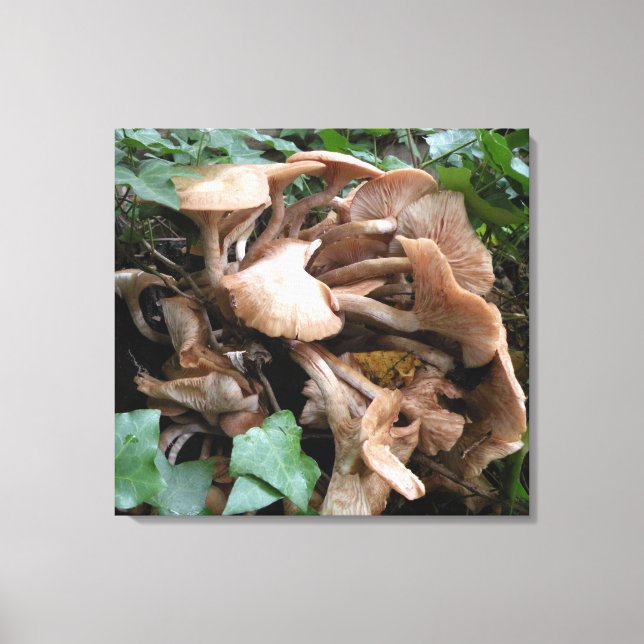 Fungus marches forward canvas print (Front)