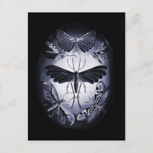 Fungus Moths in Twighlight Postcard