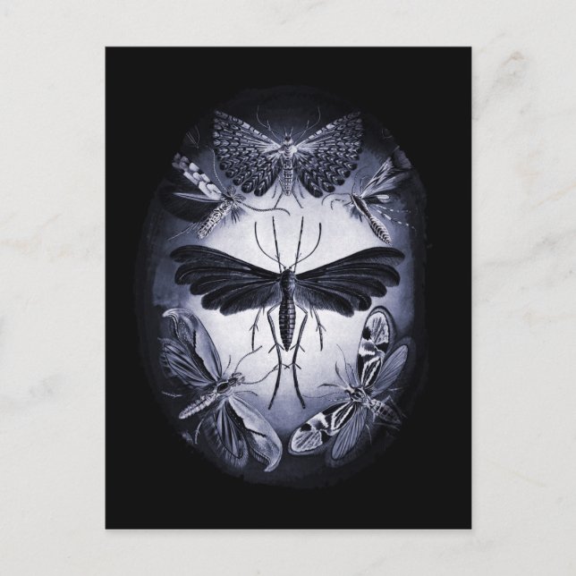 Fungus Moths in Twighlight Postcard (Front)