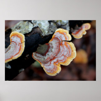 Fungus on a Branch Poster