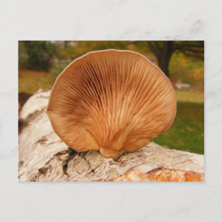 Fungus on birch ~ postcard