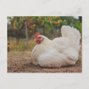 Funky Chicken Hen Hy-Line Silver Brown Postcard