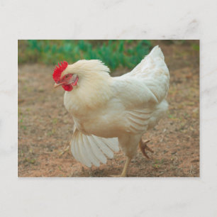 Funky Chicken Hen Hy-Line Silver Brown Postcard