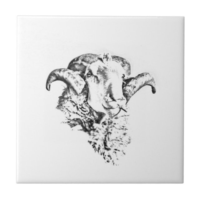 Funky Cute Merino Sheep Ram Head Sketch Tile (Front)