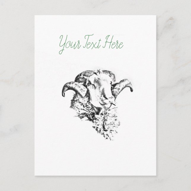 Funky Cute Sheep Ram Postcard (Front)