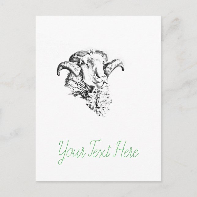 Funky Cute Sheep Ram Postcard (Front)