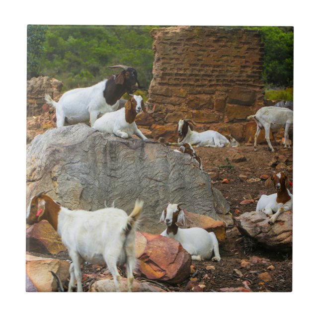 Funky Goats Ginger White Standing Walking Tile (Front)