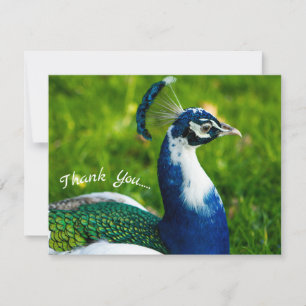 Funky Peacock Flat Thank You Card