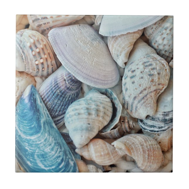 Funky Sea Shells Holiday Seaside Tile (Front)