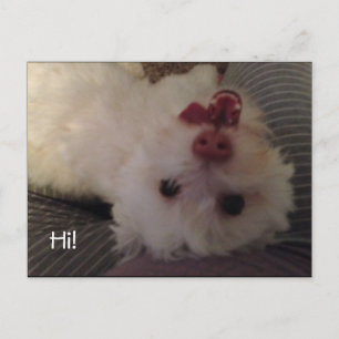 Funny à l'envers blanc chiot Hi carte postale