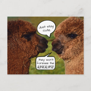 Funny Alpaca Alpacalypse Scheming Postcard