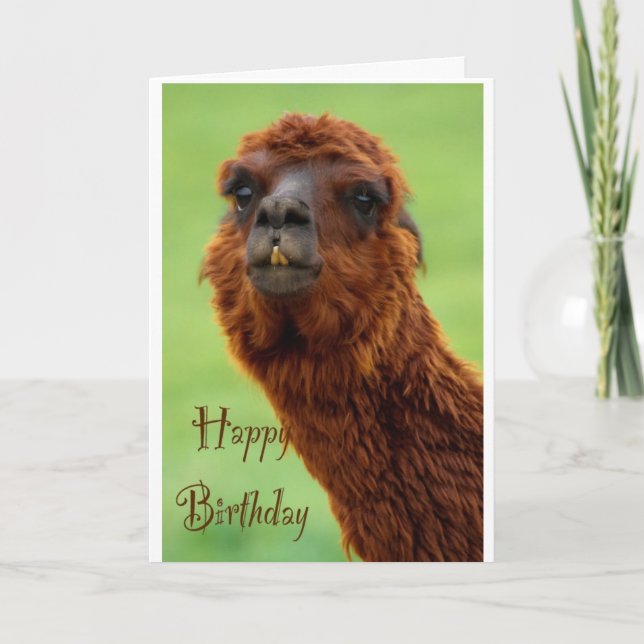 Funny Alpaca Birthday Card (Front)