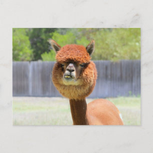Funny Alpaca carte postale