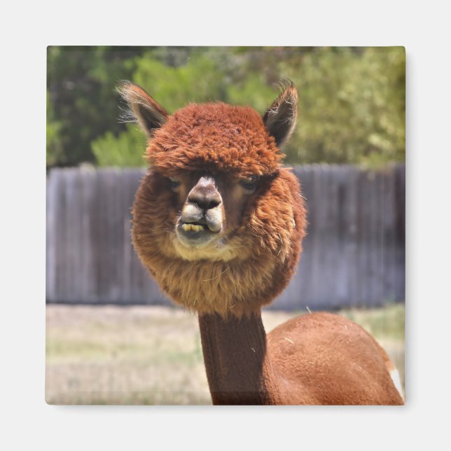 Funny Alpaca Magnet (Front)