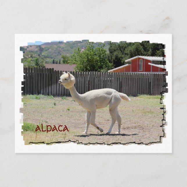 Funny Alpaca Postcard (Front)