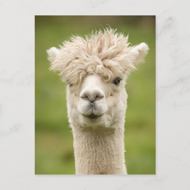 Funny Alpaca Postcard (Front)