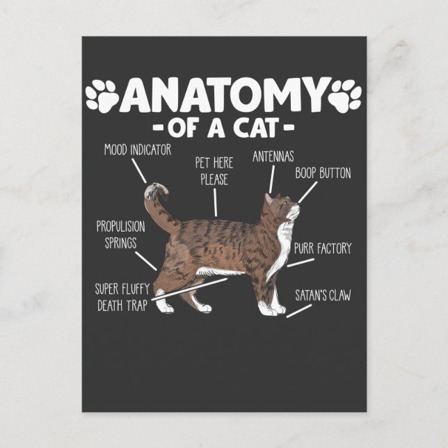 Funny Anatomy of a Cat Cute Kitty Lover Pet Owner Postcard (Front)