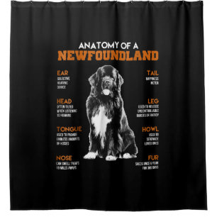 Funny Anatomy Of A Newfoundland Dogs