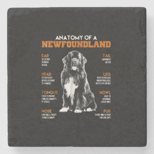 Funny Anatomy Of A Newfoundland Dogs Stone Coaster