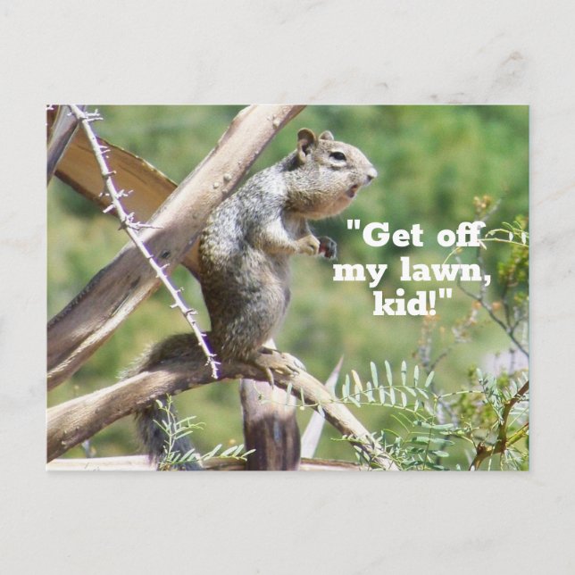 Funny Angry Squirrel Postcard (Front)