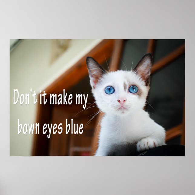 Funny Animal Memes Cat Memes Humourous Photos Poster (Front)