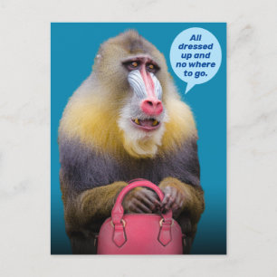 Funny Baboon All Dressed Up- No Where To Go Postcard