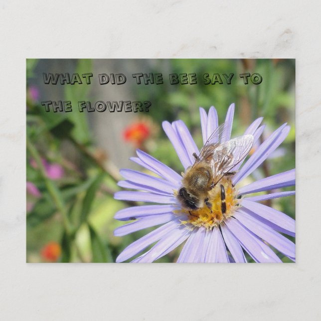 Funny Bee Postcard (Front)