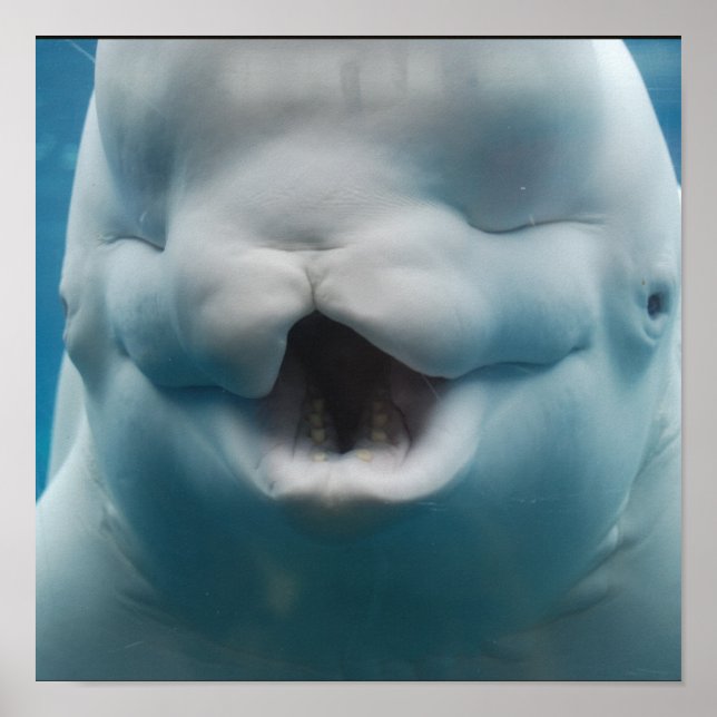 Funny Beluga Whale Poster (Front)