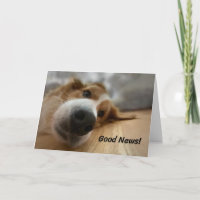 Funny Bernese Mountain Dog with Big Nose Birthday
