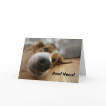 Funny Bernese Mountain Dog with Big Nose Birthday 