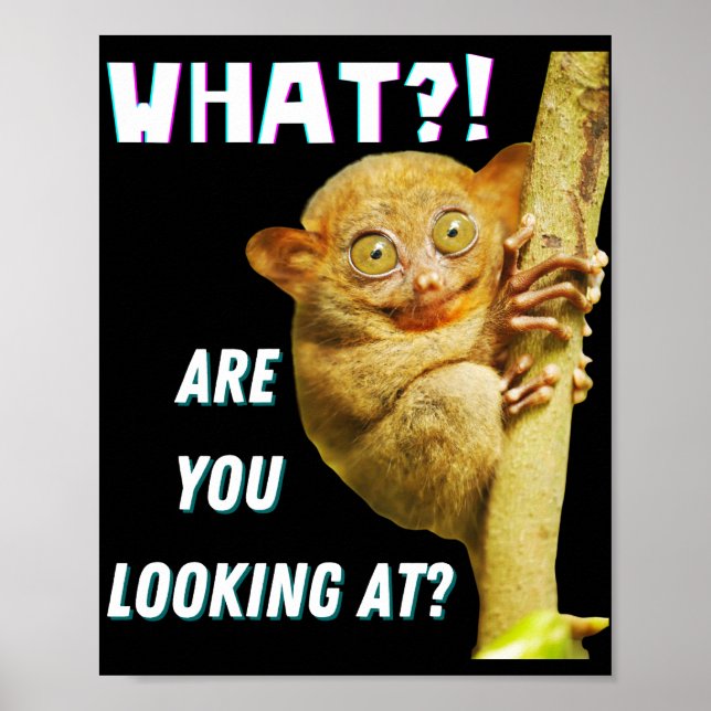 Funny Big Eyed Tarsier What Are You Looking At Poster (Front)