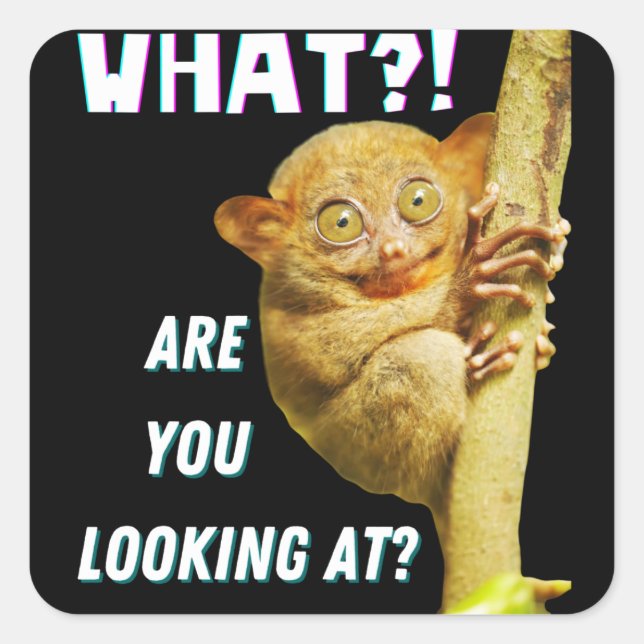 Funny Big Eyed Tarsier What Are You Looking At Square Sticker (Front)