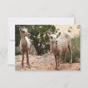 Funny Bighorn Sheep at Zion National Park
