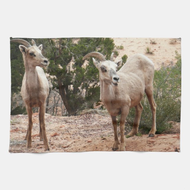 Funny Bighorn Sheep at Zion National Park Kitchen Towel (Horizontal)