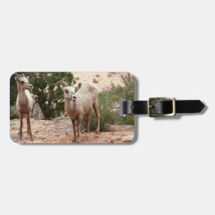 Funny Bighorn Sheep at Zion National Park Luggage Tag