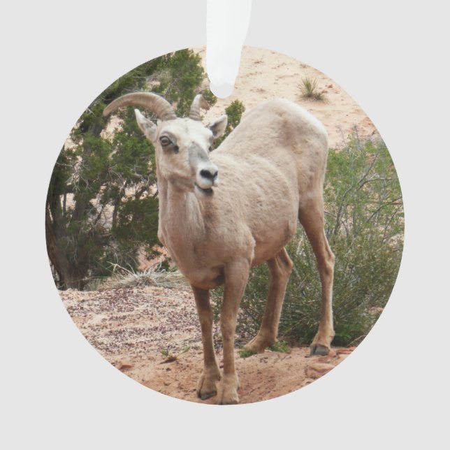 Funny Bighorn Sheep at Zion National Park Ornament (Front)
