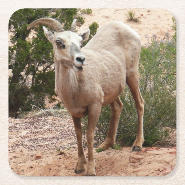 Funny Bighorn Sheep at Zion National Park Square Paper Coaster (Front)