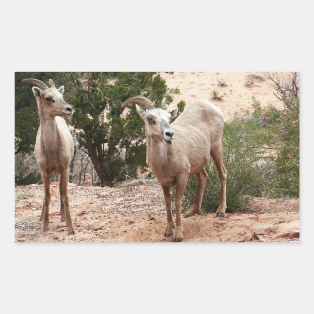 Funny Bighorn Sheep at Zion National Park Sticker (Front)