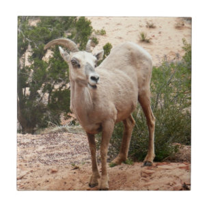 Funny Bighorn Sheep at Zion National Park Tile