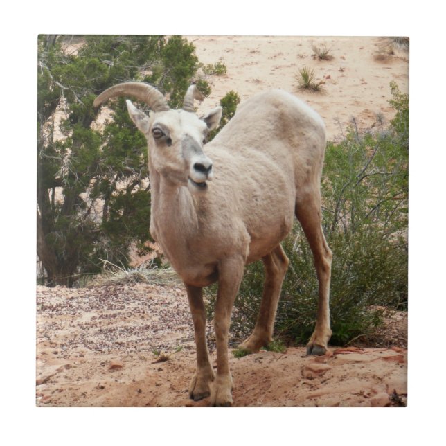 Funny Bighorn Sheep at Zion National Park Tile (Front)