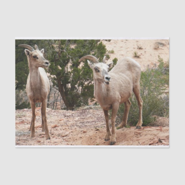 Funny Bighorn Sheep at Zion National Park Tissue Paper (Front)