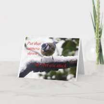 funny bird in the snow