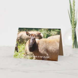 Funny Birthday card featuring elk