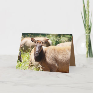 Funny Birthday card featuring elk