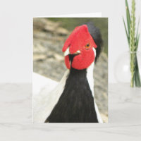 Funny Birthday Card/MALE SILVER PHEASANT