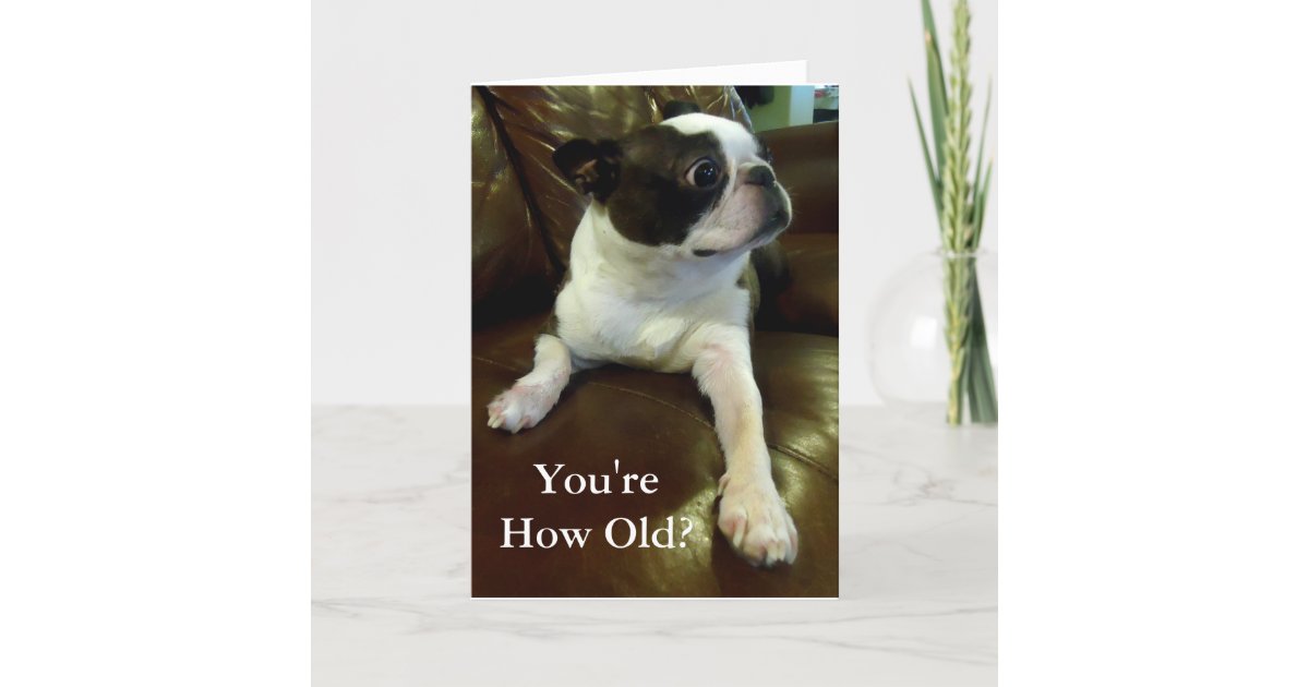 Funny Boston Terrier Birthday Card (Animal Rescue) | Zazzle.ca