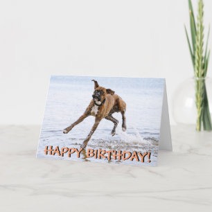 Funny boxer dog card