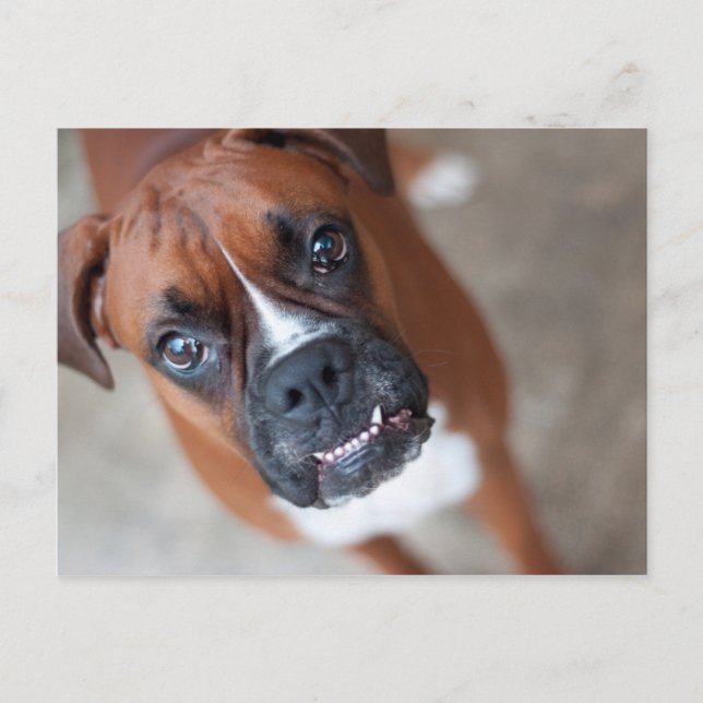 Funny boxer dog postcard (Front)
